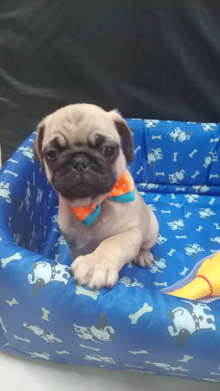 Filhote de Pug Charmoso!