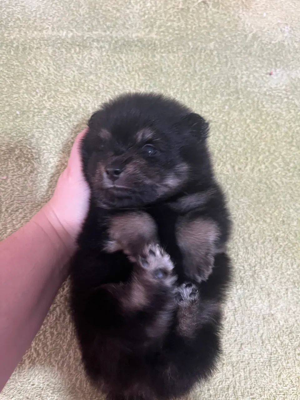 Lulu da Pomeranea  - Foto 3