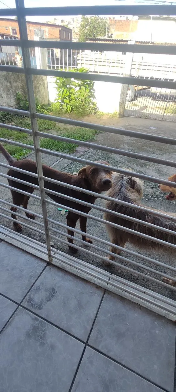 Cães adoráveis disponíveis para adoção
