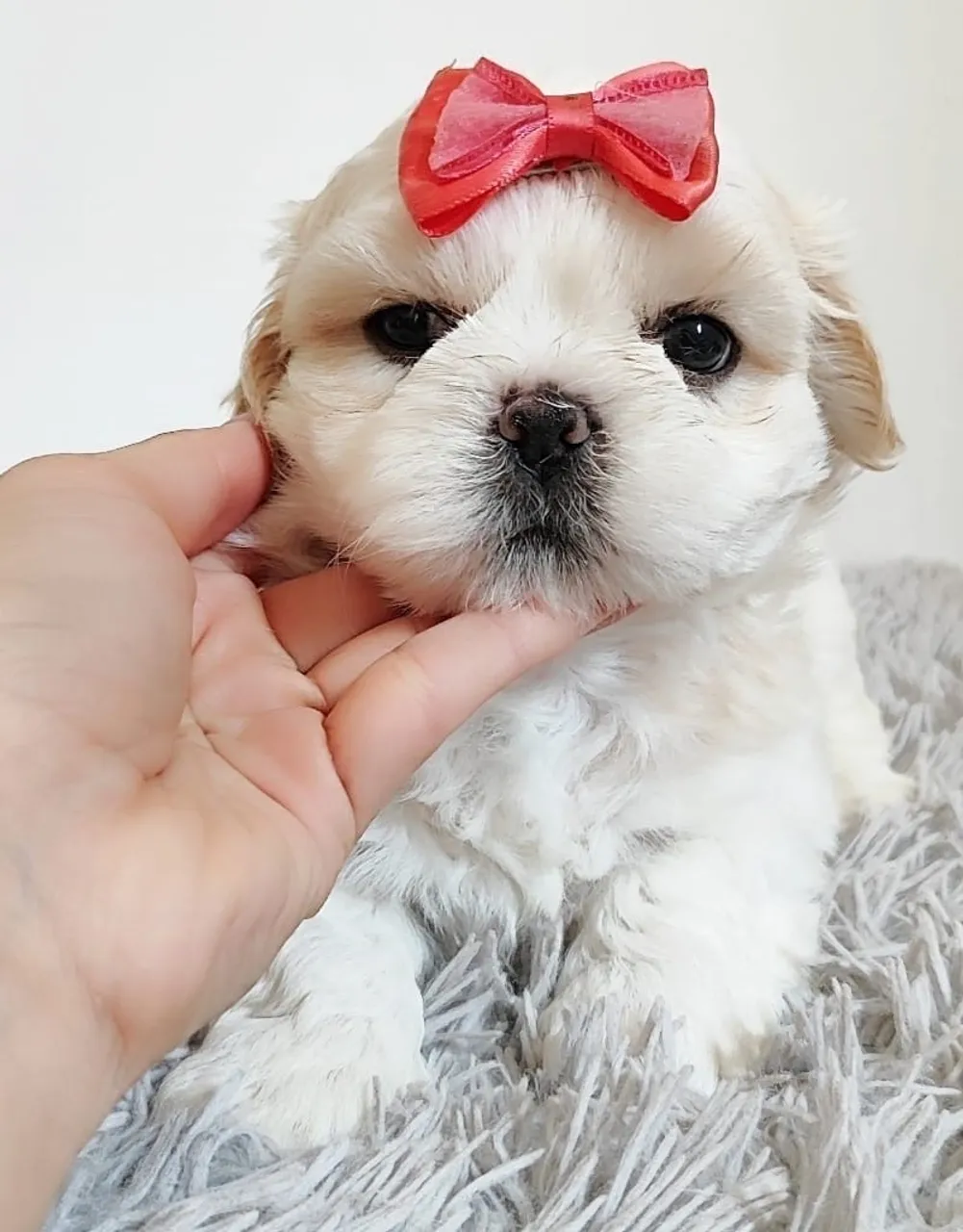 Shih Tzu Filhote Mini brincalhão