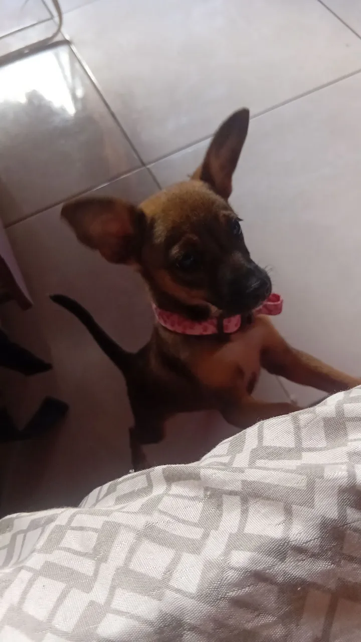 Filhote Pinscher Miniatura para Adoção