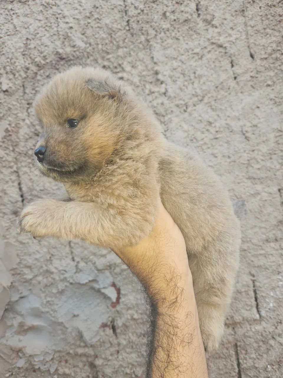 Filhotes Chow-Chow  PARA VENDA ENTREGAMOS NO LOCAL SE NECESSÁRIO  - Foto 5