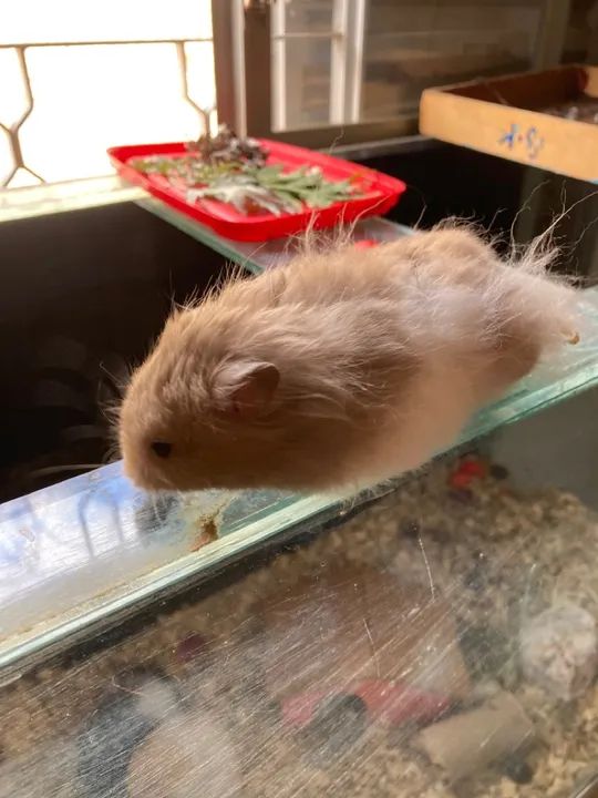 Hamster fofin Macho para venda  - Foto 3
