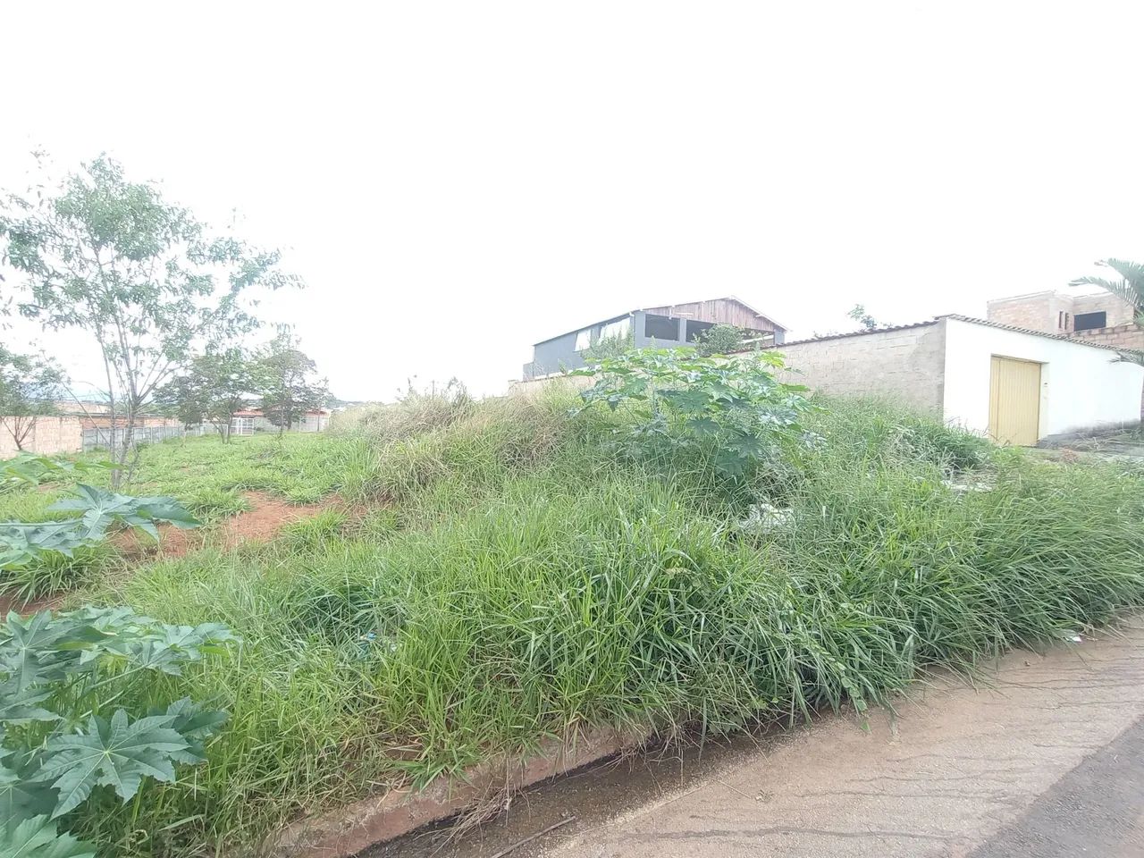 LOTE NA AVENIDA NOVO IGARAPÉ  - Foto 2