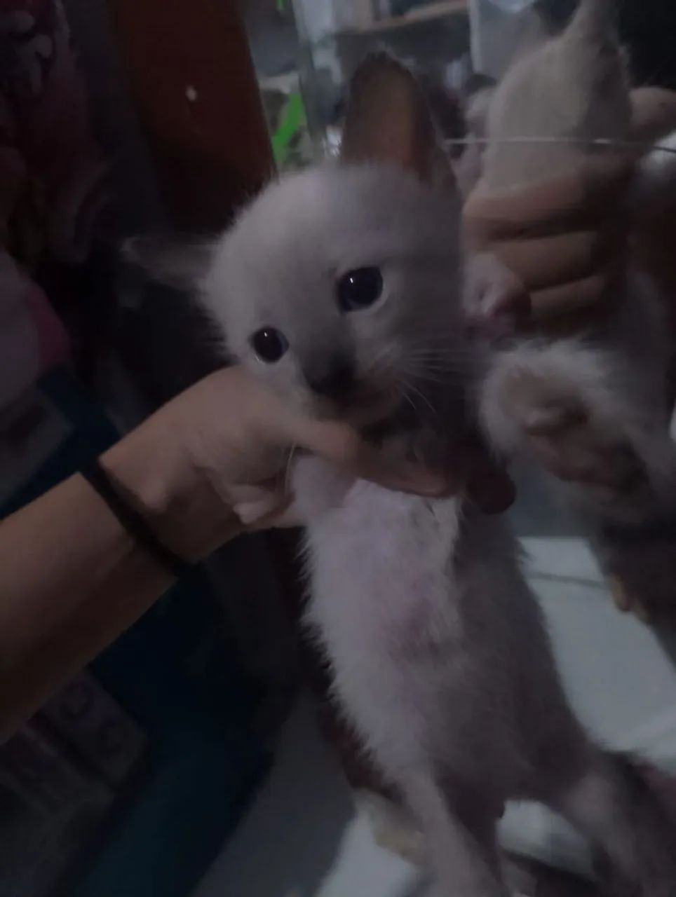 Gatinhos para doação  - Foto 3