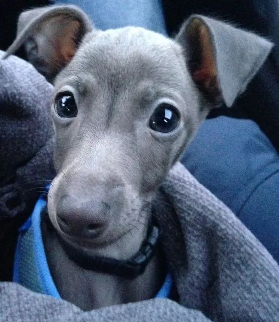 Galgo Italiano Machoo