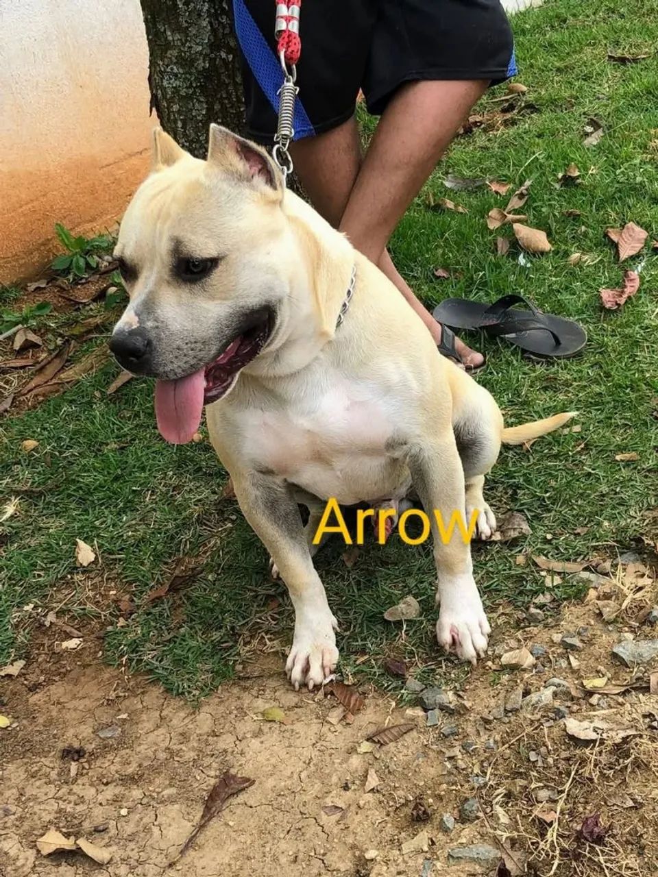 Filhotes De American Pitbull Terrie Disponíveis  - Foto 4