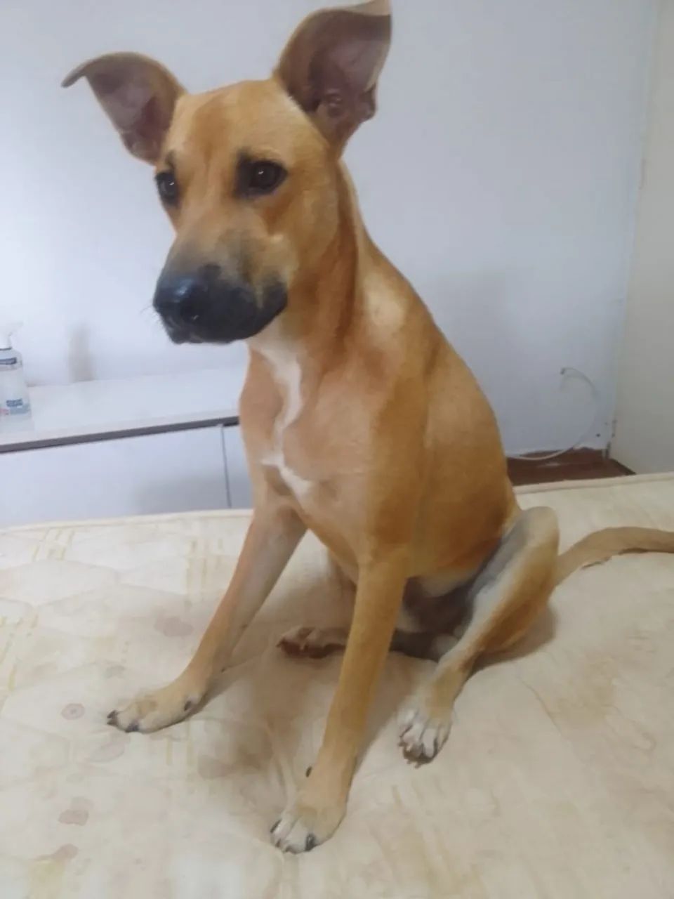 Caramelo para adoção  - Foto 4