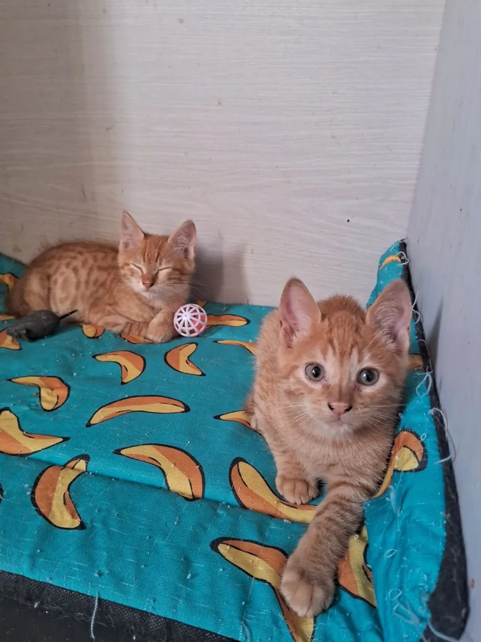 Dois filhotes de gato laranjas para adoção (São Machos )