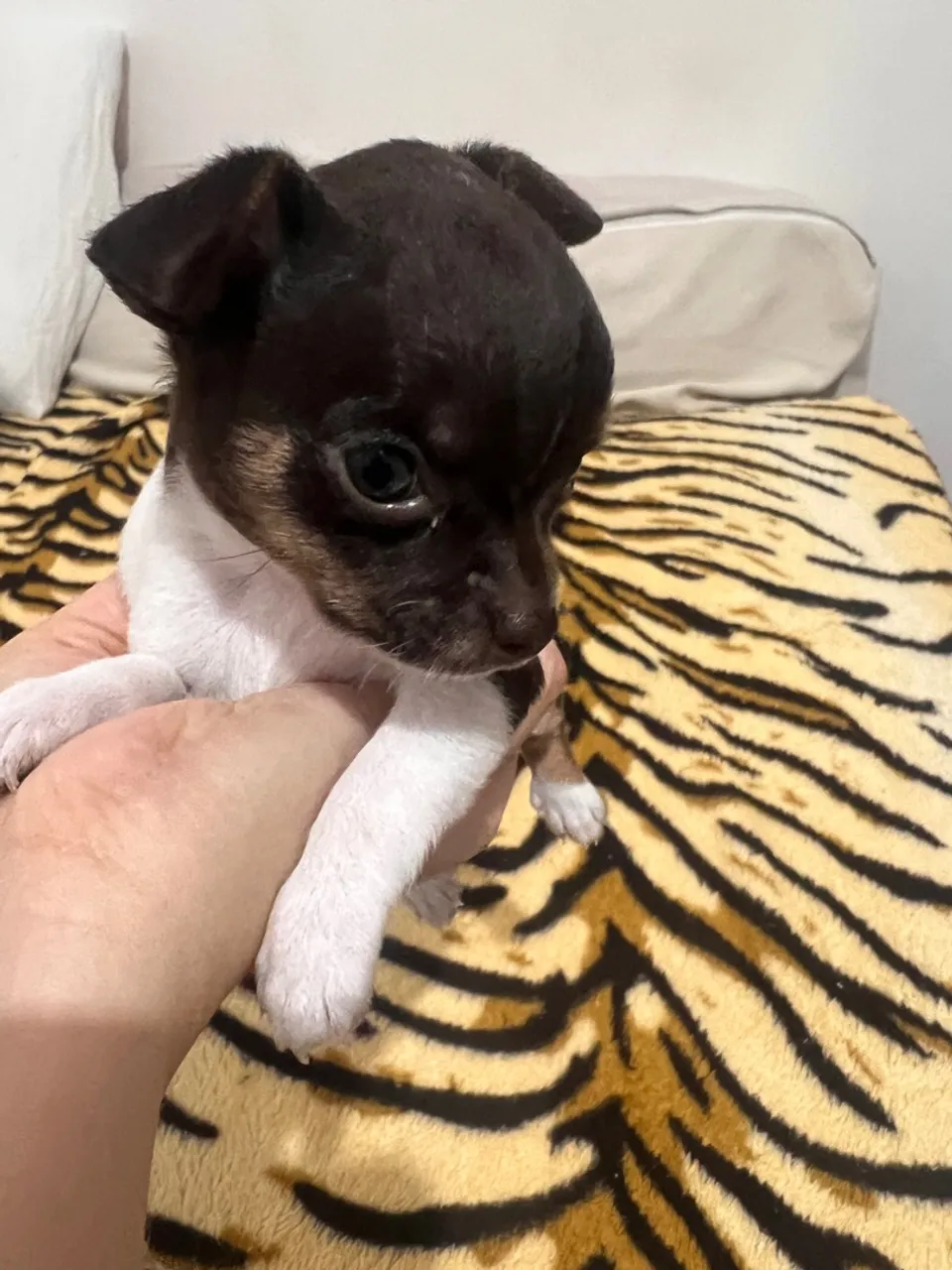 Vendo Filhote de Chihuahua R$:4.000,00