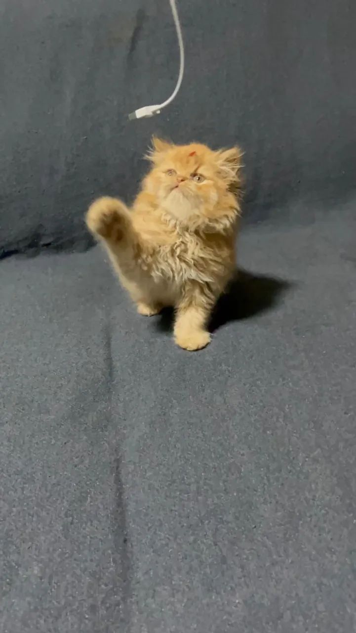 Persa ideais pra sua família