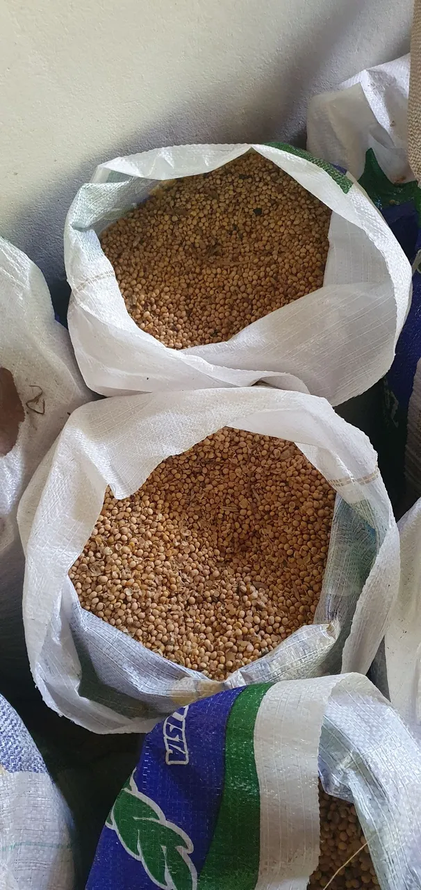Sementes de Soja - Sacos de 50kg