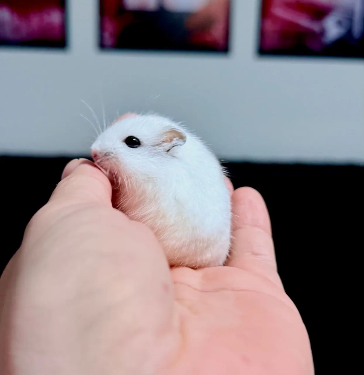 Hamster Anão Russo - Foto 3