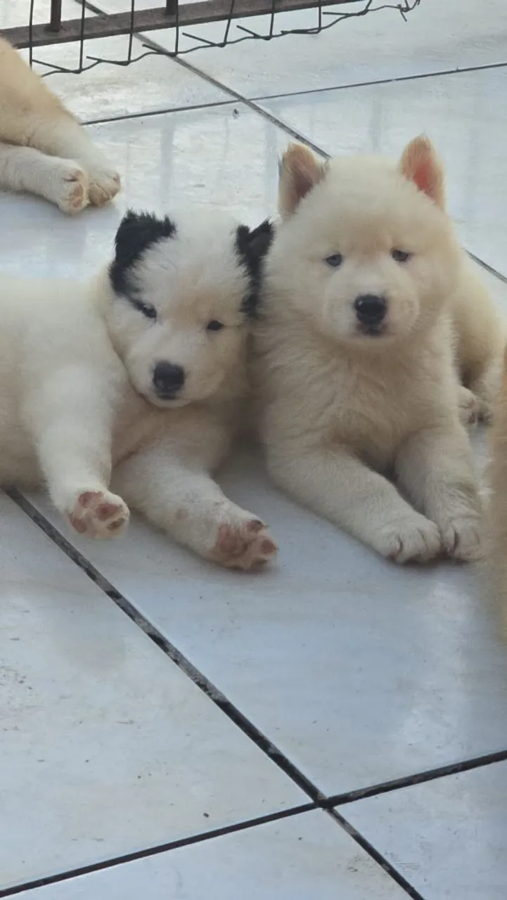 Husky siberiano wolly promoção
