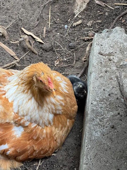 Galinha Brahma Cores - Poedeiras - Ornamentais - Ovos Galados - - Foto 4