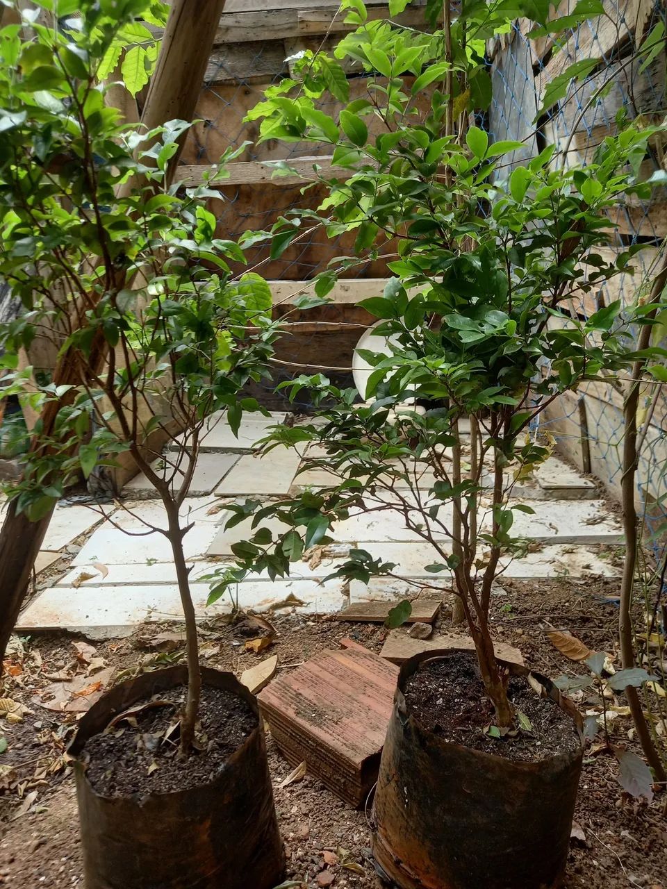 Mudas de jabuticaba 