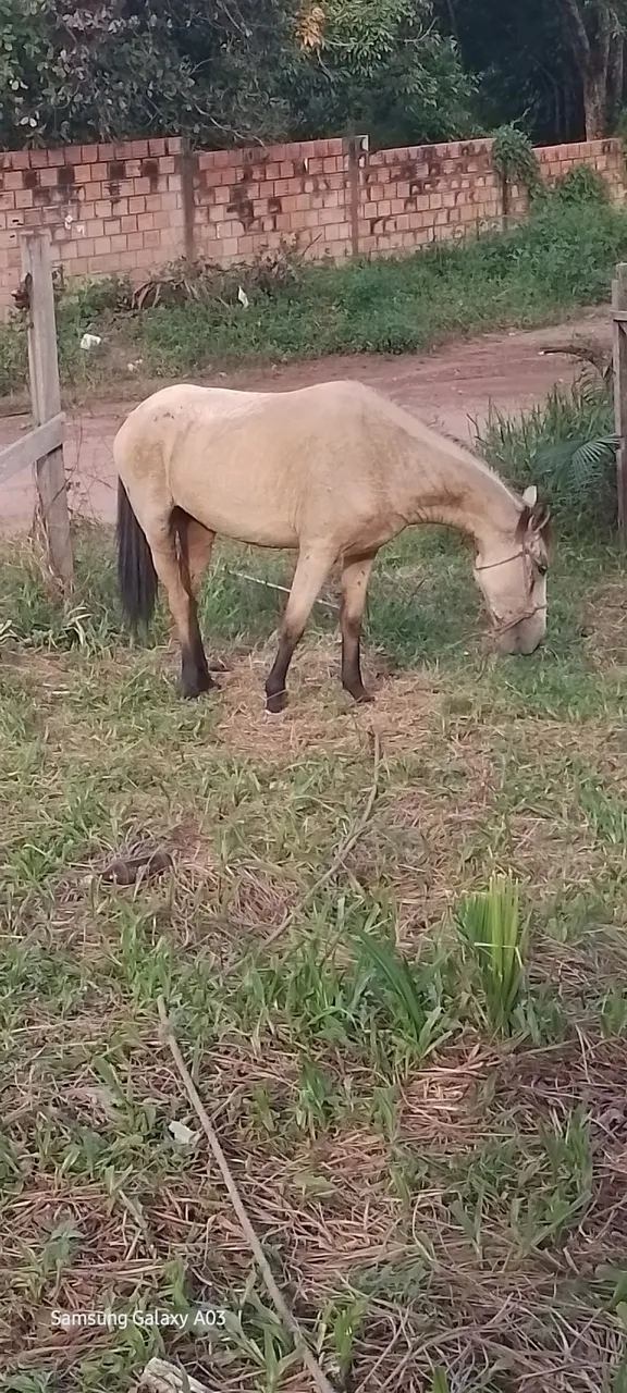 Polda para venda