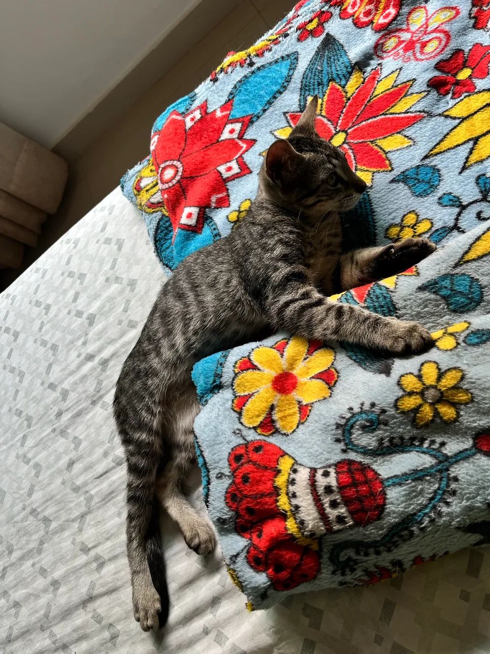 Doação de gatinho - Foto 5