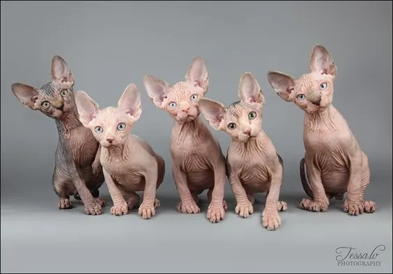 Sphynx - sem pelos e cheio de personalidade