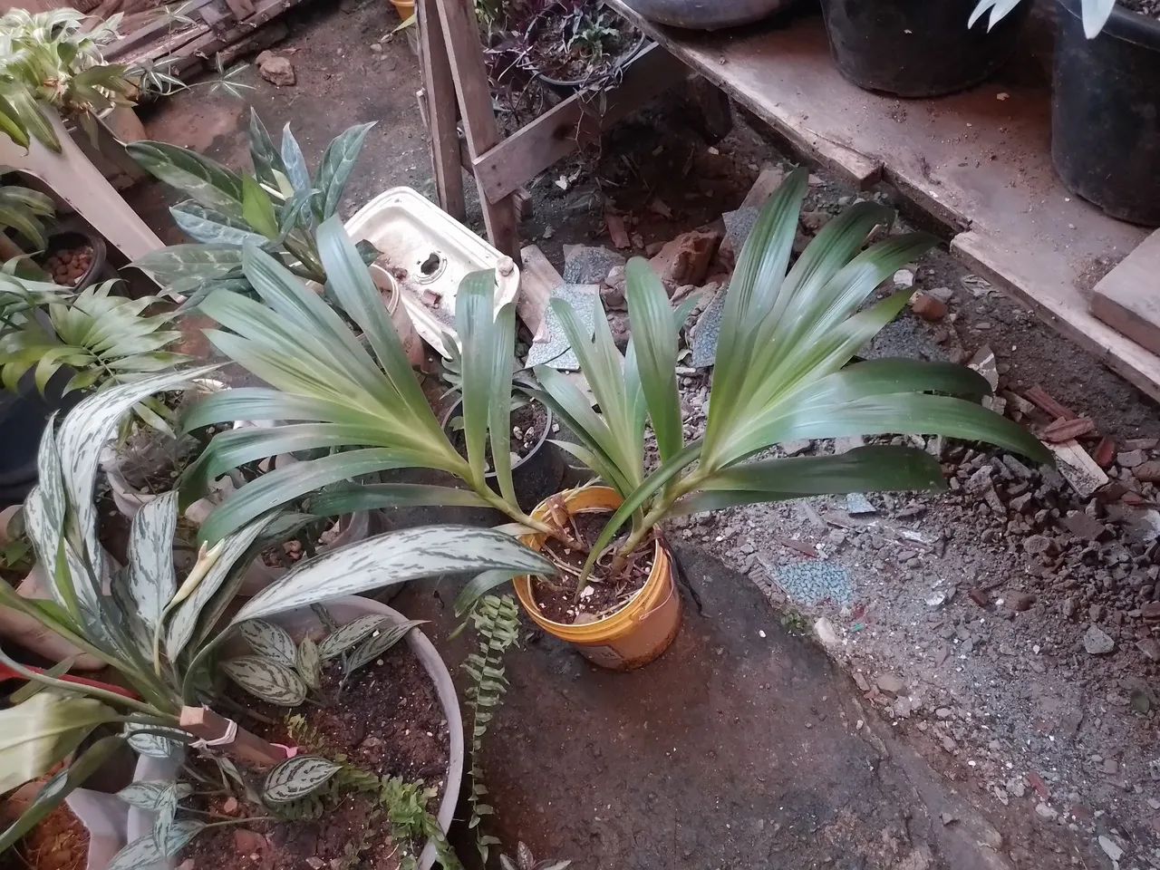 20$ lindas plantas - Foto 3