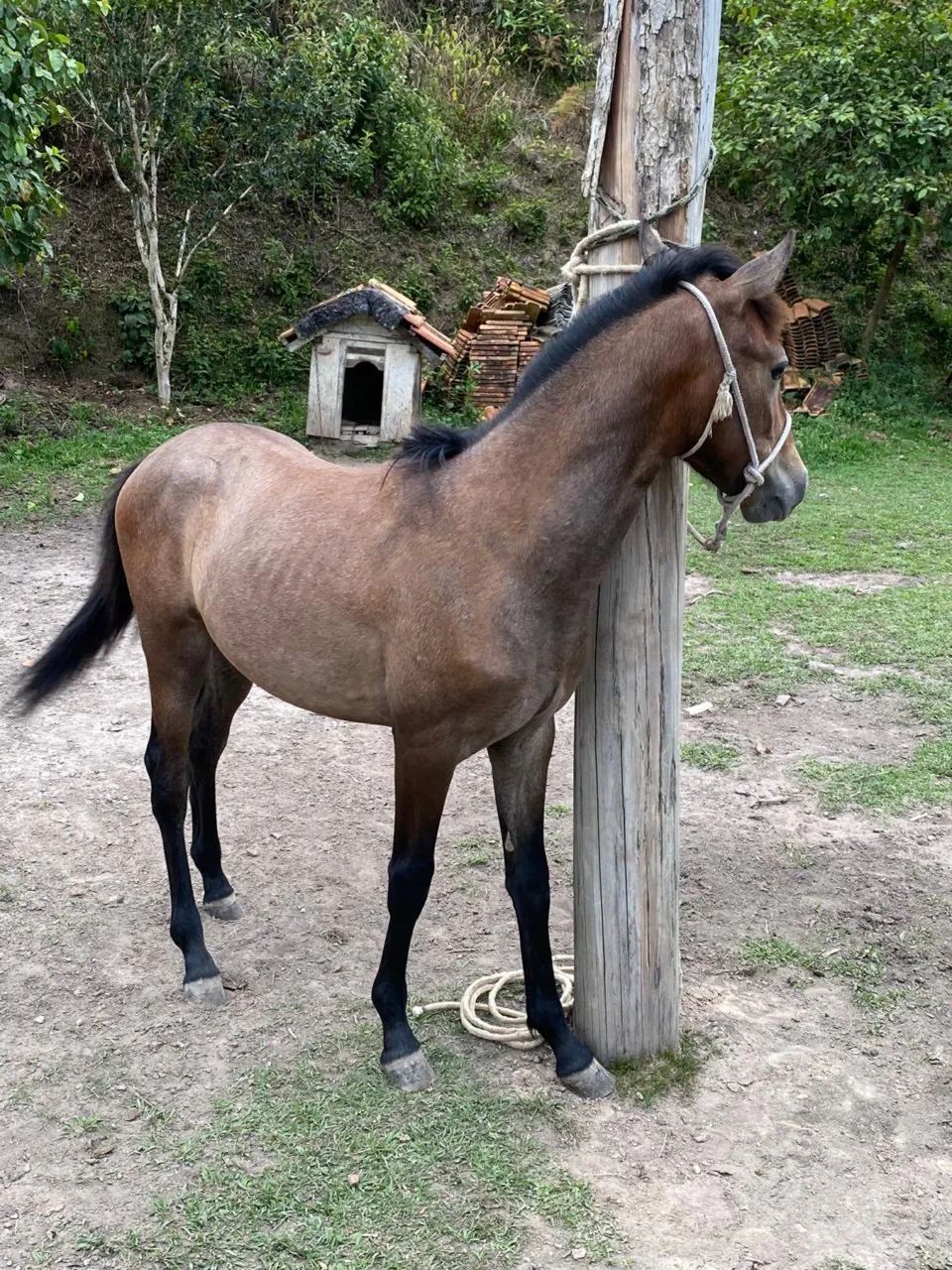 Potro mangalarga marchador  - Foto 4