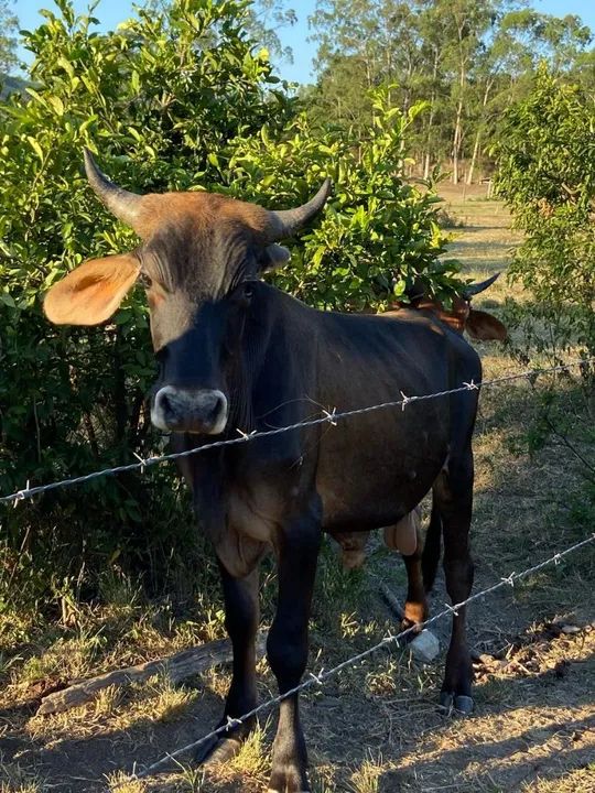 Venda de 03 bois , sendo dois bois adultos e um bezerro