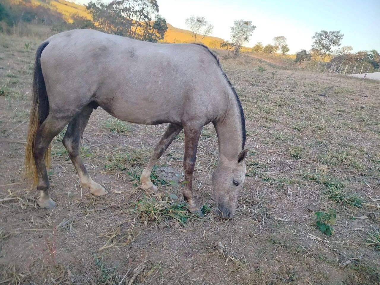 Cavalo Mangalarga Marchador - Foto 5