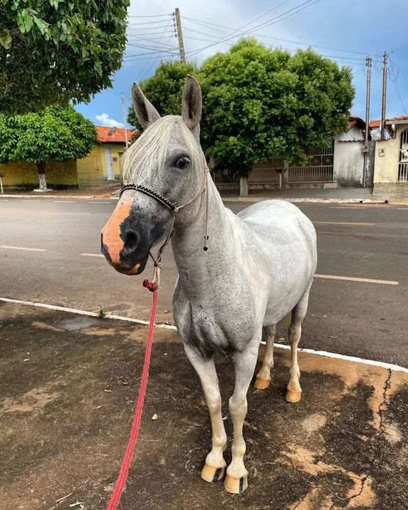 Égua Piquira Pampa. - Foto 2
