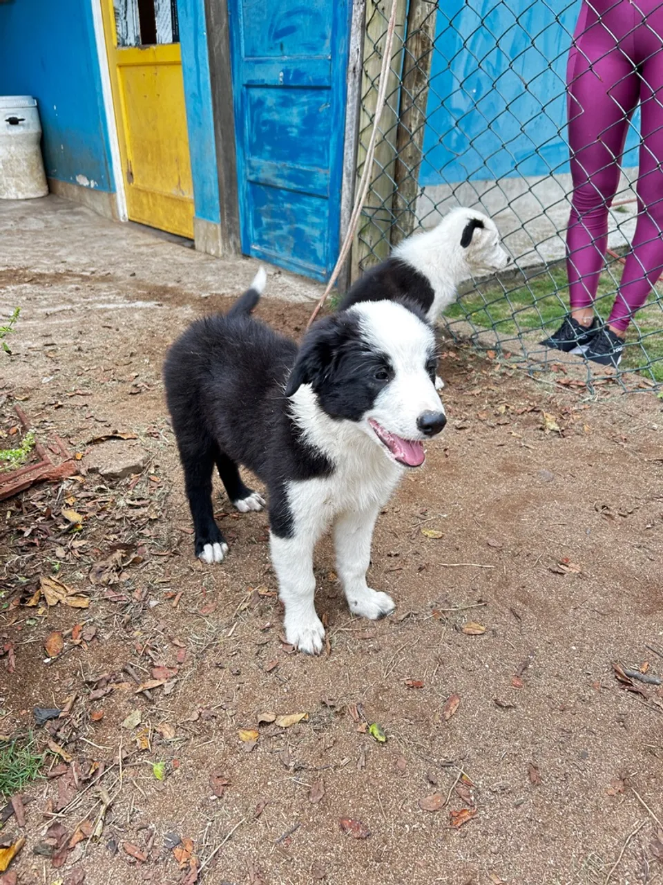 Filhote Border Collie