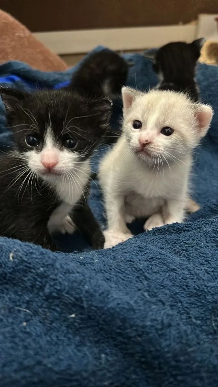 Gatinha siamesa sialata filhote fêmea  - Foto 3