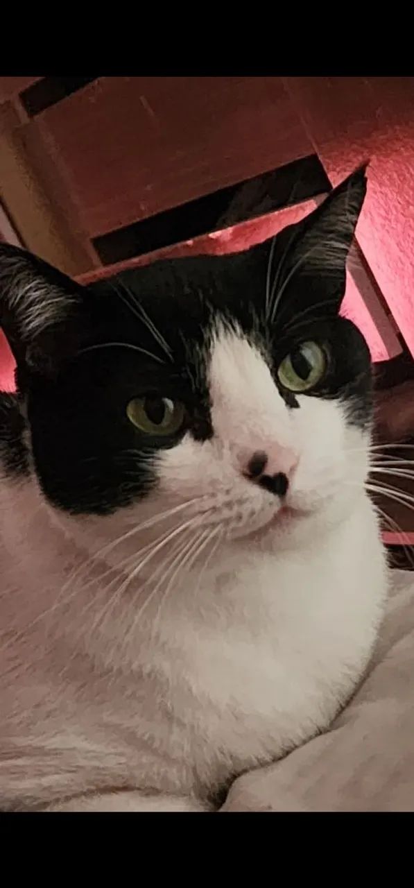 Gato preguiçoso para doação  - Foto 3