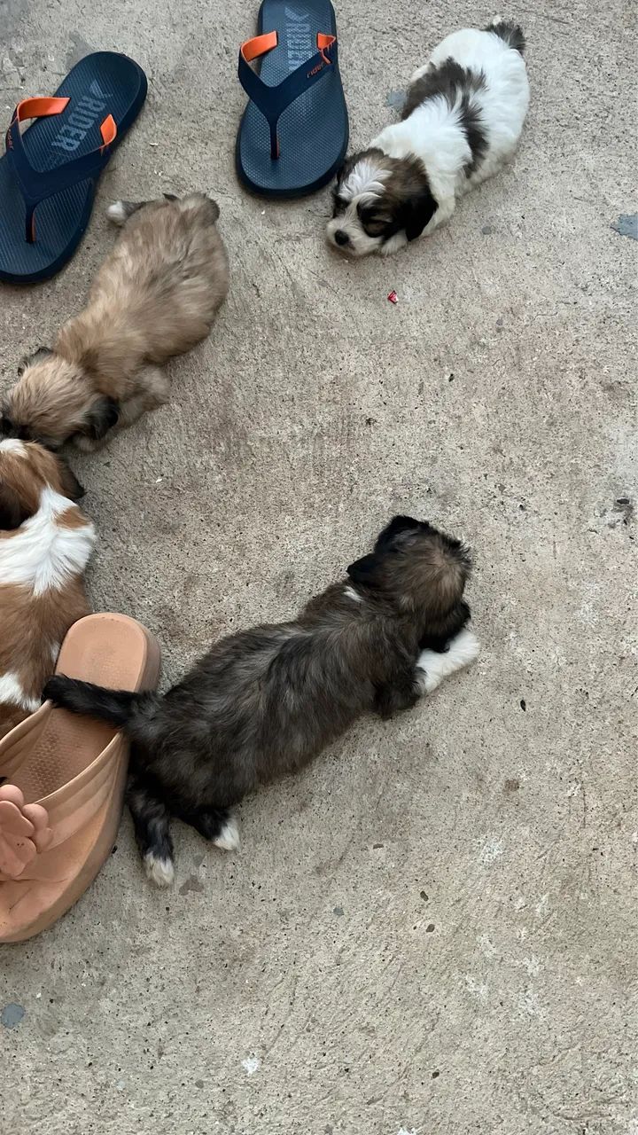 Vende-se filhote de terra-nova  - Foto 3