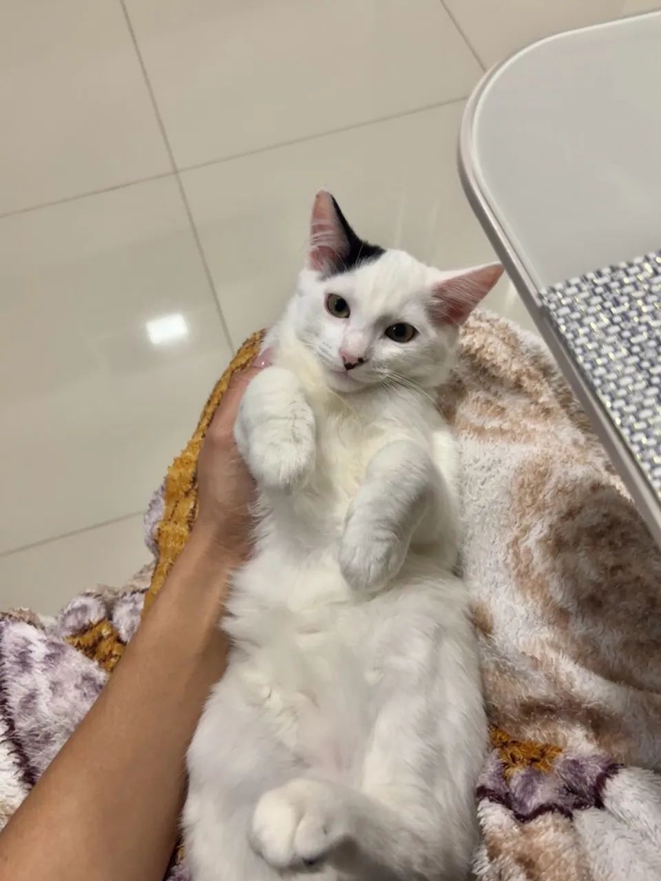 Gatinho branco - Foto 3