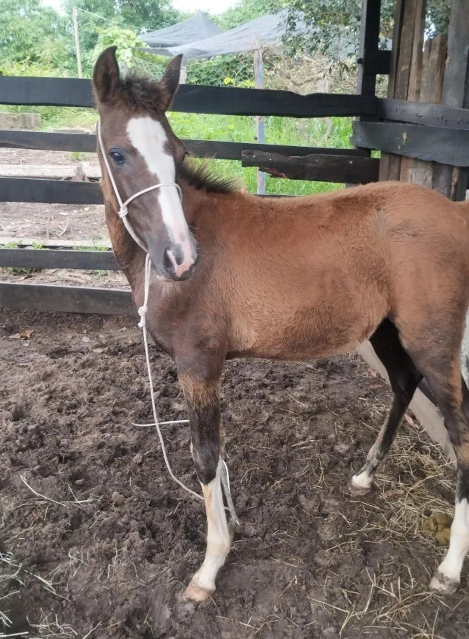 Cavalo Égua Potra Mangalarga Marchador - Foto 2