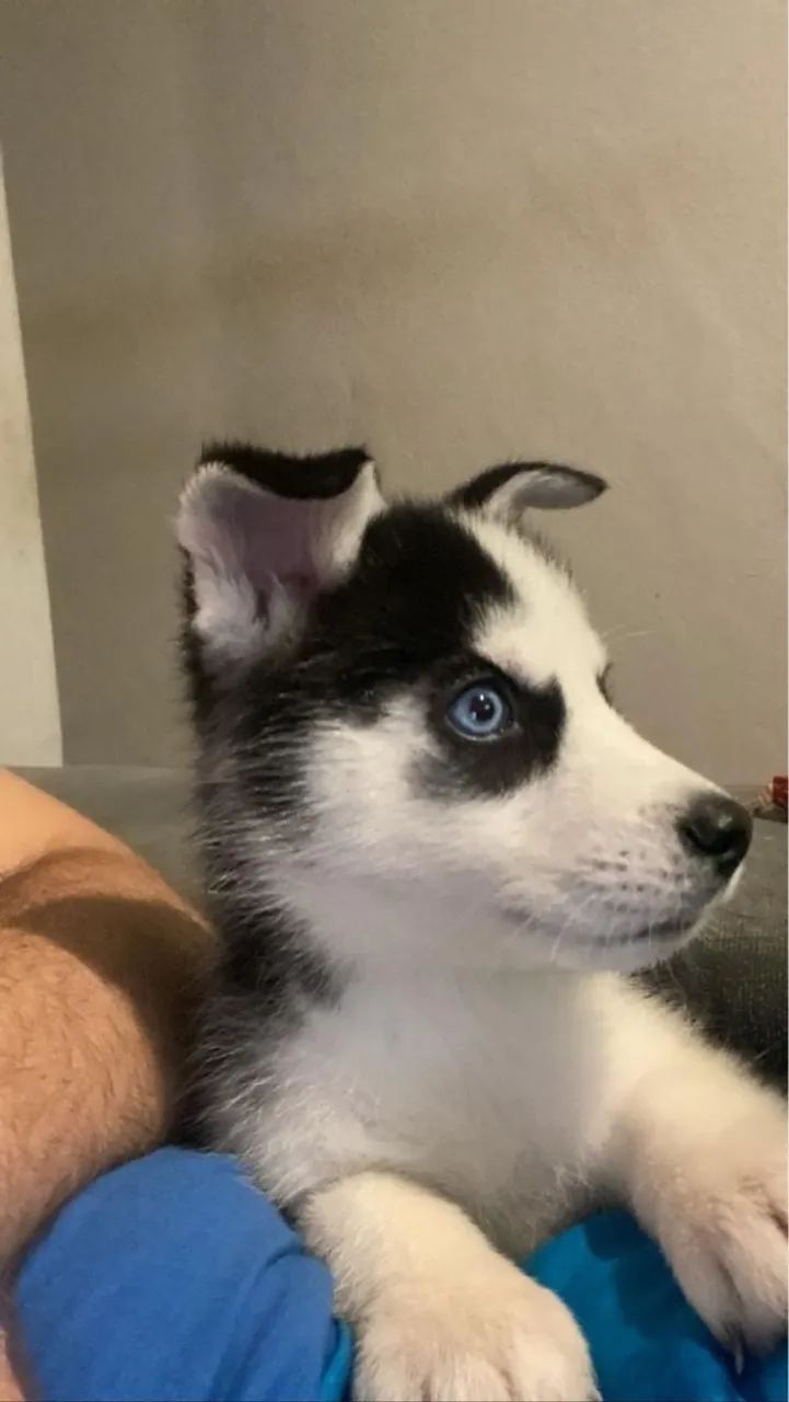 Husky Siberiano