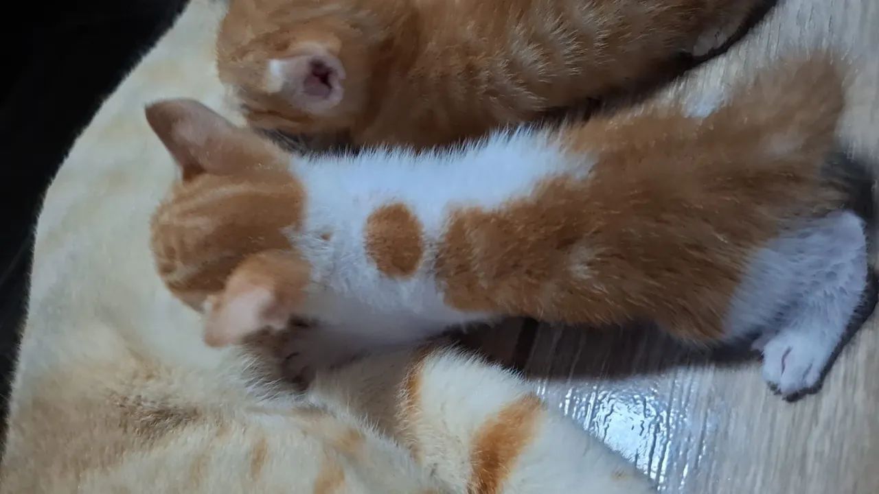 Gatinhos Machos para adoção - Foto 2