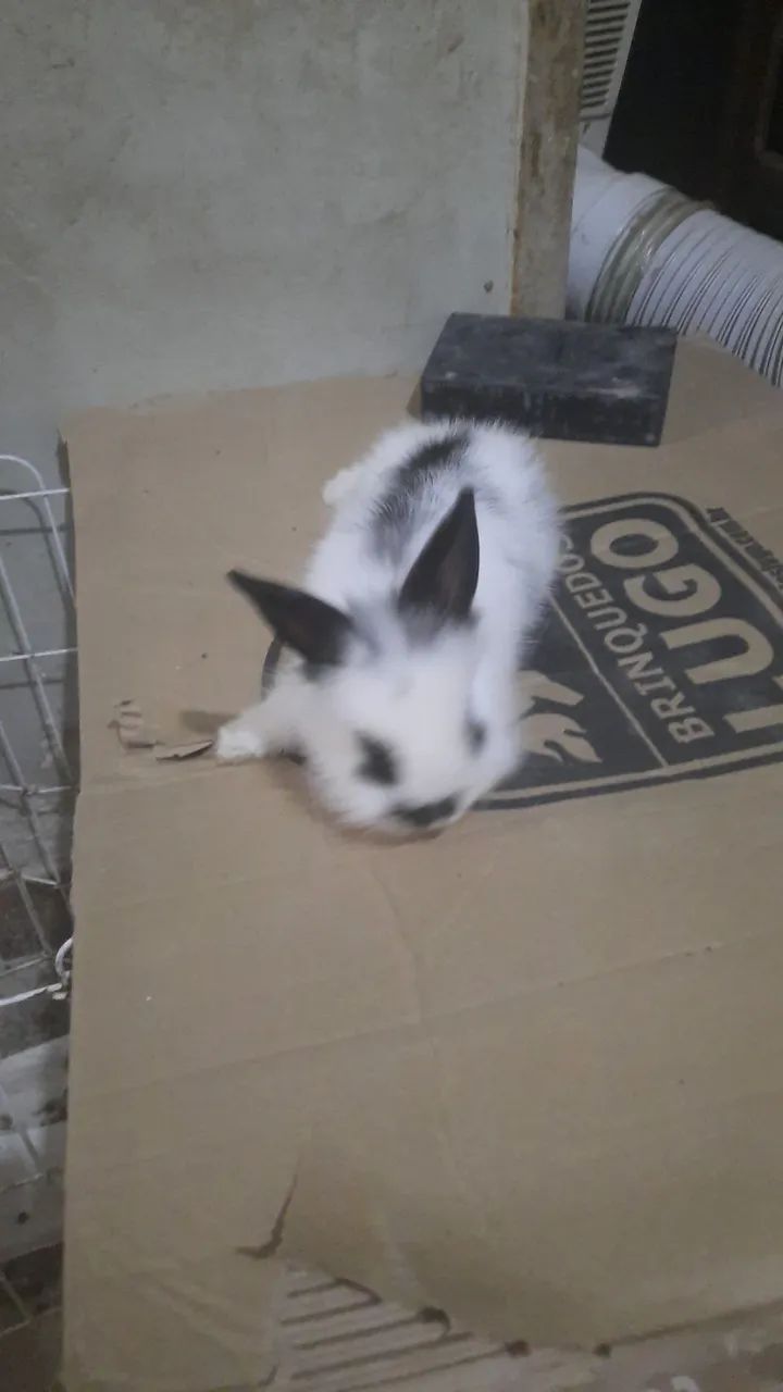 Vendo coelho mine lion reader.  - Foto 3