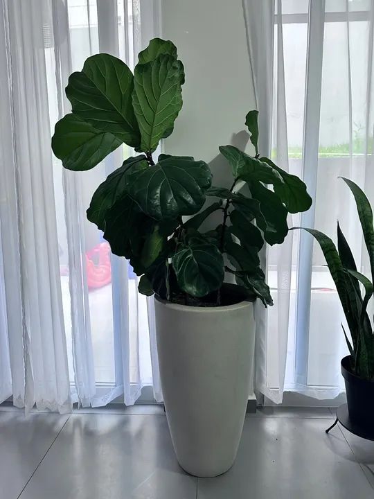 Plantas em vaso - Foto 6