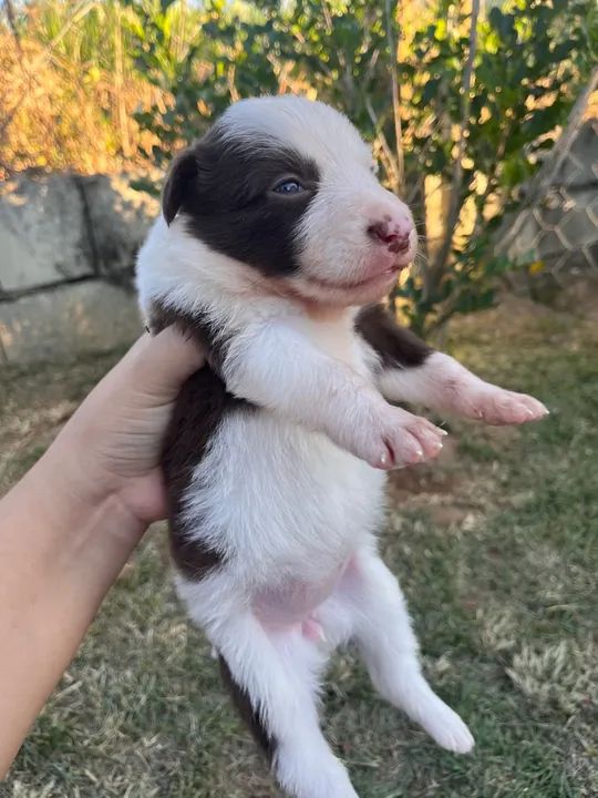 Boder collie  - Foto 2