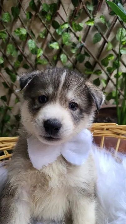 filhote de Husky | Husky a pronta entrega | Hero Dog?s 