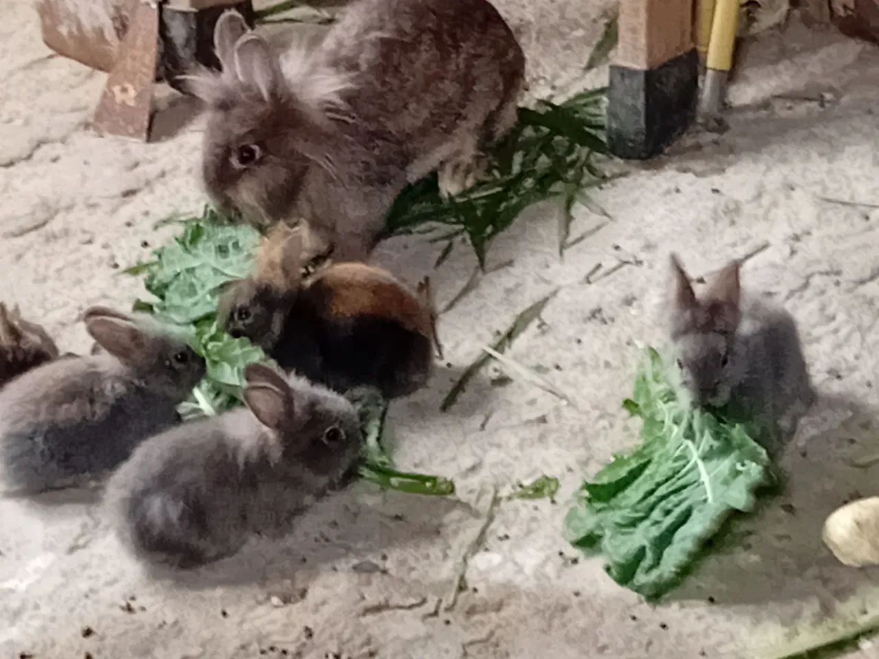 Coelhinhos fofos para venda 50 cada