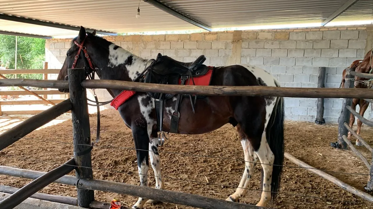 Cavalo Mangalarga Macachador Homozigoto