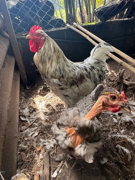Galinha Brahma Cores - Poedeiras - Ornamentais - Ovos Galados - - Foto 2