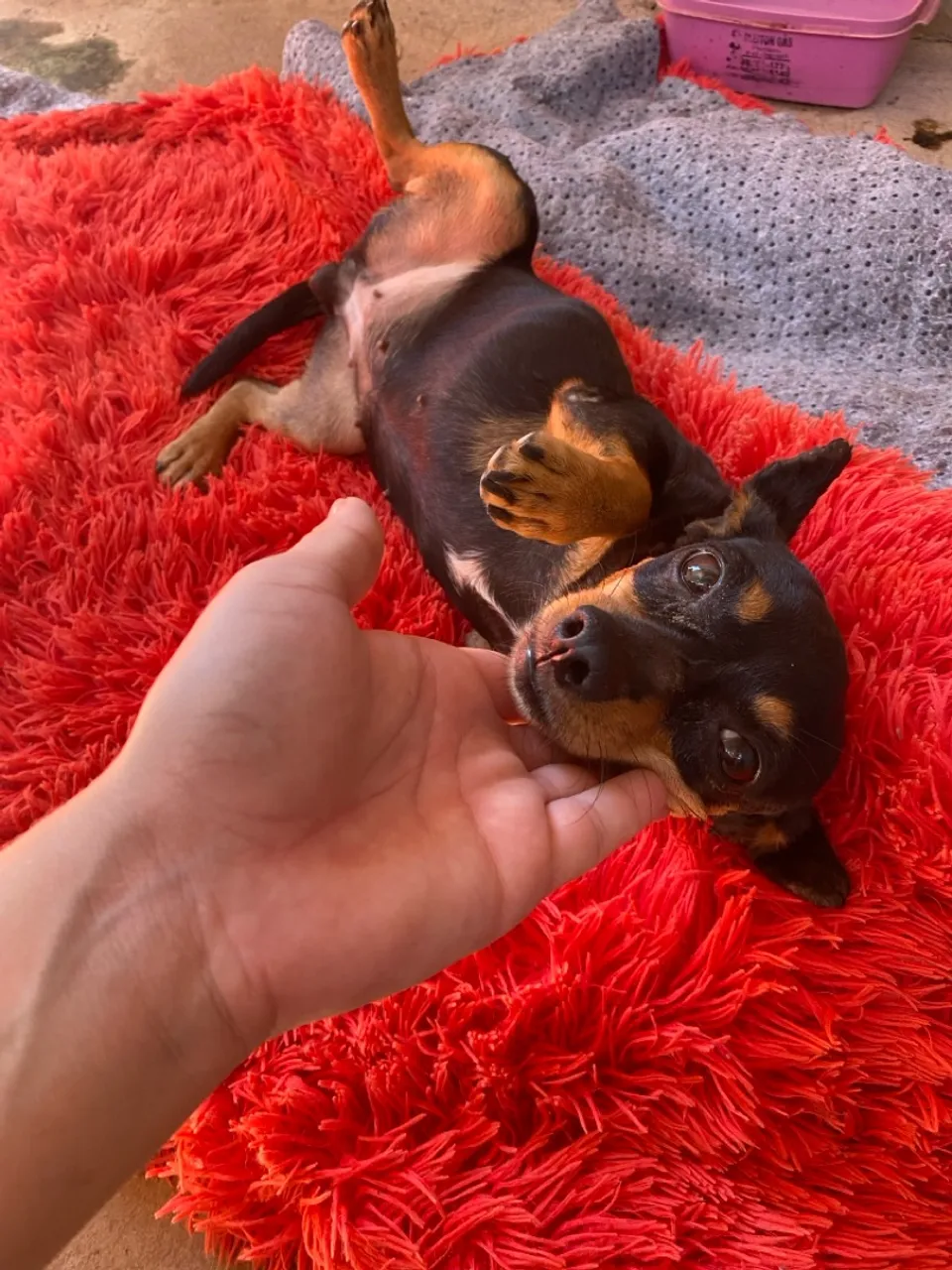 Pinscher numero 1