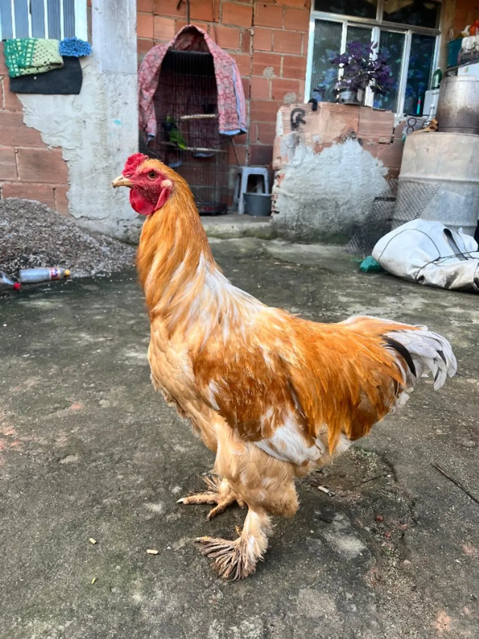 Galo brahma, Galo de raça 