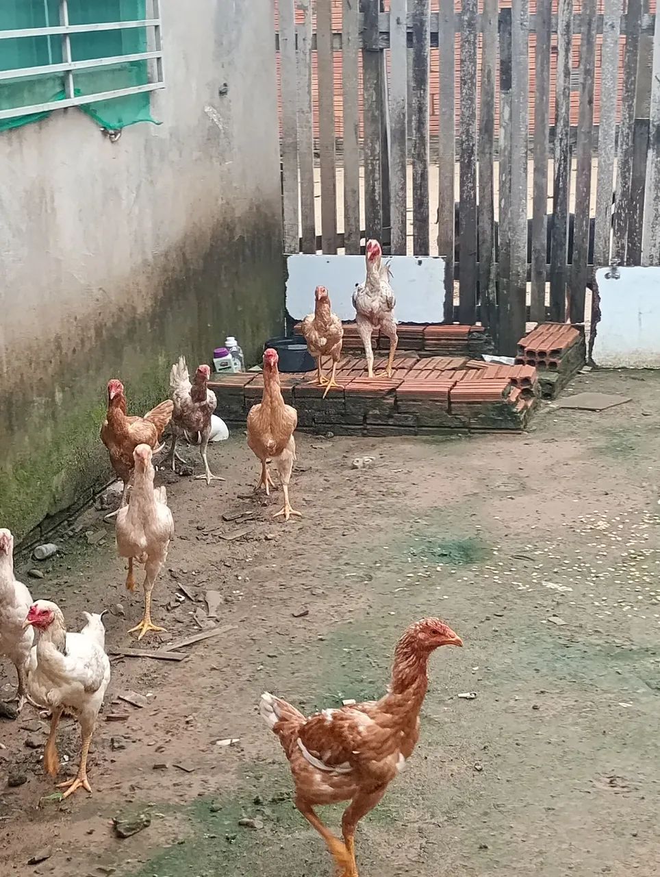 Para vender rápido 60.00 - Foto 2