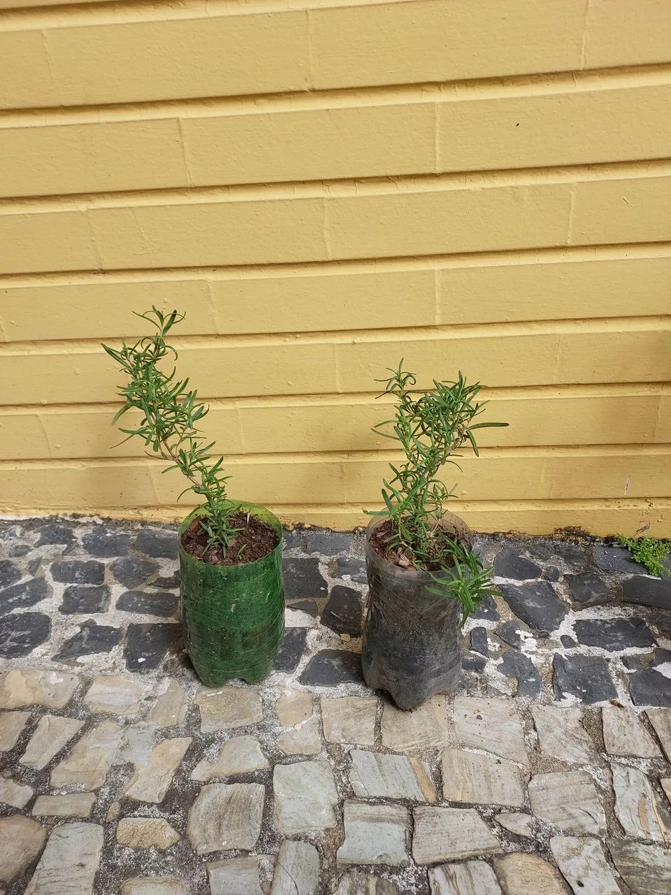 Mudas de alecrim 10,00 cada 