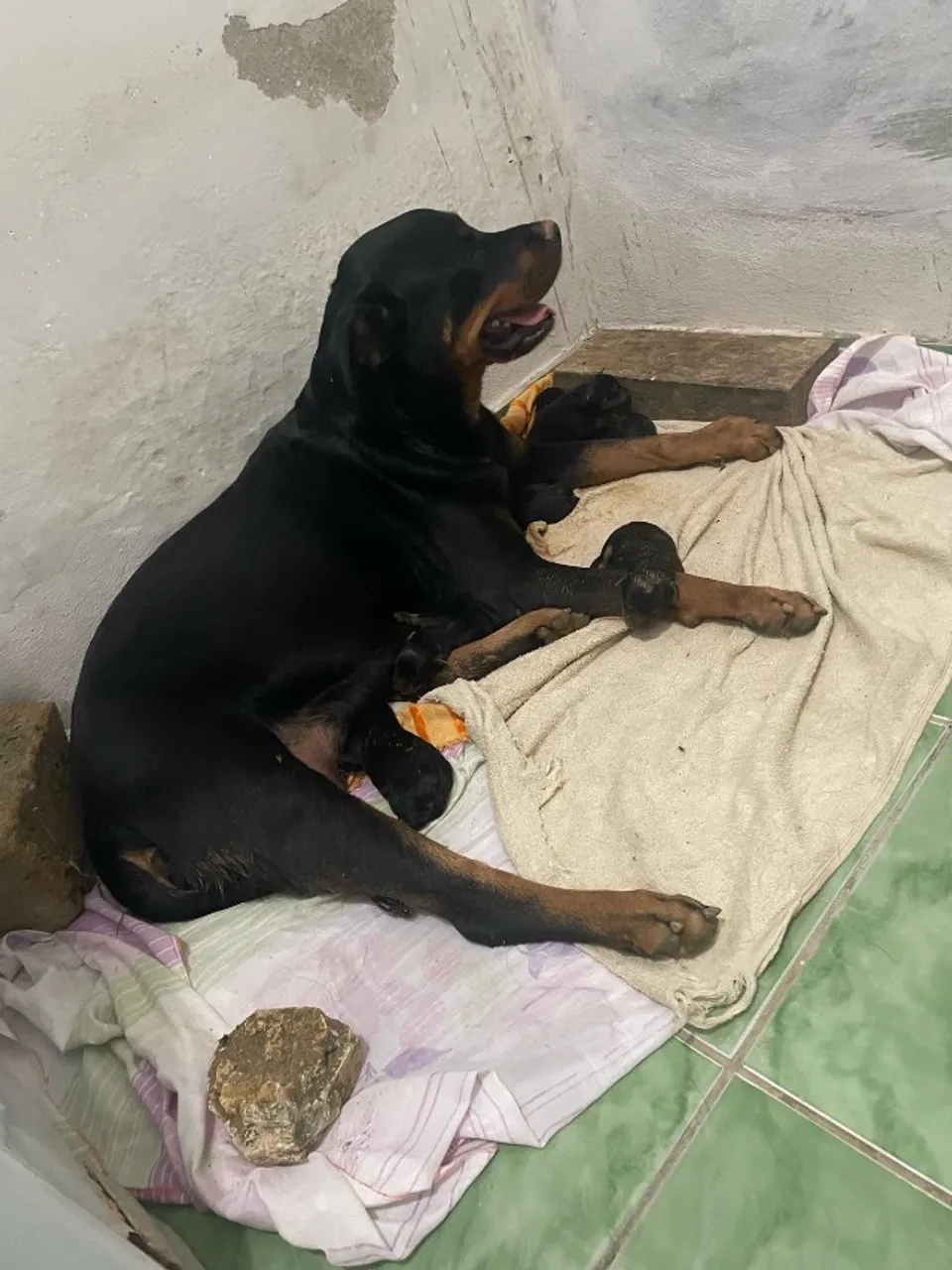 Filhote Fêmea de rottweiler 5 meses