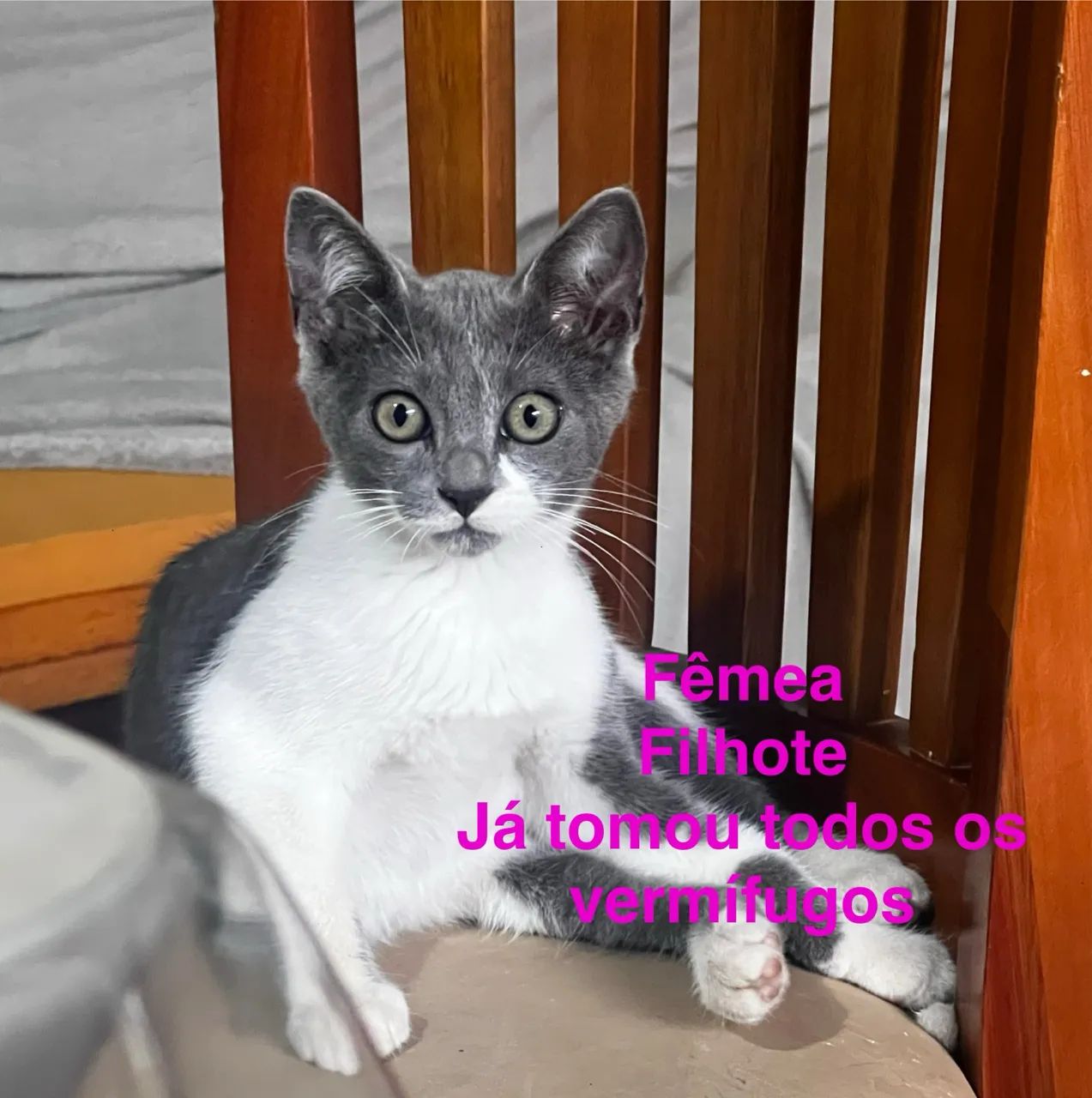 Gatos (filhotes) adoção responsável - Foto 3