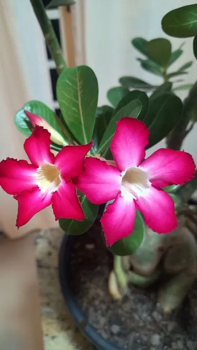Rosa do Deserto de semente - Adenium obesum - Foto 5